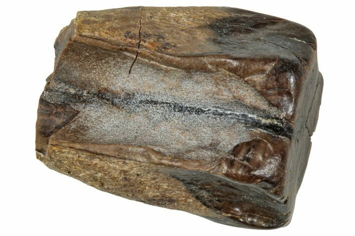 Fossil Triceratops Shed Tooth - Wyoming #358178